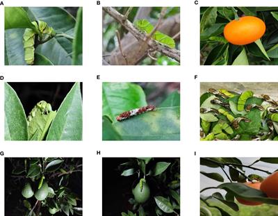 ASFL-YOLOX: an adaptive spatial feature fusion and lightweight detection method for insect pests of the Papilionidae family